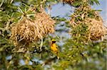 Kenya, Laikipia, Lewa Downs.  Speke's weaver perched beside a colony of nests.
