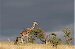 Kenya, Laikipia, Lewa Downs.  A Reticulated giraffe against a stormy sky.