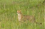 Kenya, Masai Mara.  A female cheetah looks out over the savannah.