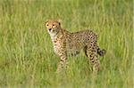 Kenya, Masai Mara.  A female cheetah looks out over the savannah.