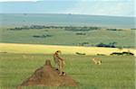 Kenya, Masai Mara. Une femelle guépard surplombe la savane du point de vue d'une termitière.