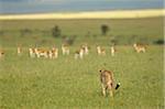 Kenya, Masai Mara.  A female cheetah stalks a herd of Thomson's gazelle on the savannah.