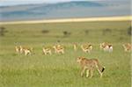 Kenya, Masai Mara.  A female cheetah stalks a herd of Thomson's gazelle on the savannah.