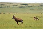 Kenya, Masai Mara. Une femelle guépard chasse un topi dans les plaines d'herbe rase.