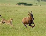 Kenya, Masai Mara.  A female cheetah hunts a topi in the short grass plains.