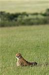 Kenya, Masai Mara.  A cheetah looks out over the plains.