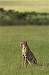 Kenya, Masai Mara.  A cheetah looks out over the plains.