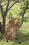 Kenya, Masai Mara.  A pair of cheetah looks out over the plains from the shade of an acacia bush.