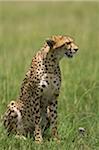 Kenya, Masai Mara.  A cheetah watches over her plains.