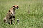 Kenya, Masai Mara.  A  cheetah looks out over the plains.