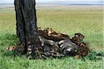 Kenya, Masai Mara.  A pride of lions cluster together under the meagre shade of a balanites tree at midday.