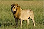 Kenya, Masai Mara. Un lion à crinière mâle donne à travers les plaines.