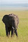 Kenya, Masai Mara. Elephant sur les plaines.