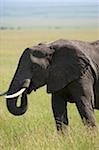 Kenya, Masai Mara. Elephant sur les plaines.