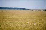 Kenya, Masai Mara. Deux lionnes traquer à travers les hautes herbes dehors sur les plaines.
