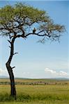 Kenya, Masai Mara. A Martial eagle looks out over the plains from its perch in a balanites tree.