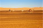 Libya, Fezzan, near Germa. A semi-nomadic pastoralist and his camels riding in the Sahara between the Jebel Akakus and Erg Uan Kasa