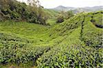 South East Asia, Malaysia, Perak State, Cameron Highlands, tea plantation, BOH Sungai Palas Tea Estate