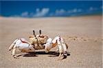 Mozambique,  Bazaruto Archipelago. A Ghost Crab.