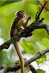 Peru. Ein Totenkopfaffe ernährt sich von Blumen im tropischen Wald am Ufer des Rio Madre de Dios.