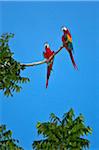 Peru. Colourful Scarlet macaws perch high above the canopy of the forest near the banks of the Madre de Dios River