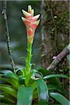 Peru. Eine Bromelie wachsen in den Regenwald des Amazonasbeckens. Die bekannteste Bromelie ist die Ananas.