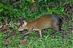 Peru. A brown aguti in the tropical forest of the Amazon Basin.