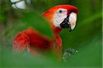 Peru. A brilliant Scarlet macaw in the tropical forest of the Amazon Basin.