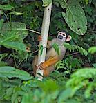 Peru. A Squirrel monkey in the lush, tropical forest of the Amazon Basin.