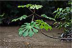 Peru. Lush vegetation overhanging the banks of the Madre de Dios River, some 15 km from Puerto Maldonado.