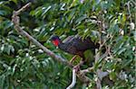 Pérou. Un s de Spix Guan dans la forêt tropicale du bassin amazonien. Légèrement supérieur à un poulet, un explorateur allemand C19th.