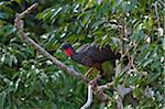 Pérou. Un s de Spix Guan dans la forêt tropicale du bassin amazonien. Légèrement supérieur à un poulet, un explorateur allemand C19th.