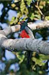 Peru. Ein blau gekrönten Trogan fotografiert hoch in den Baumkronen der tropischen Wälder des Amazonasbeckens.