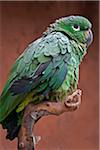 Pérou. Un perroquet vert du genre Amazona.