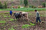 Pérou, un homme laboure ses champs fertiles avec boeufs de manière traditionnelle.