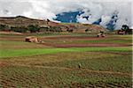 Peru, A man crosses fertile fields of growing crops in the rich farming country of the Urubamba Valley.