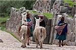 Peru, Native Indian women lead their llamas past the ruins of Saqsaywaman, built by the Incas on pre-Inca foundations.