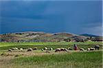 Peru, A woman looks after her sheep along the shores of Lake Titicaca as rain threatens.