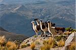 Pérou, lamas dans l'altiplano sombre des hautes Andes près de Canyon de Colca.