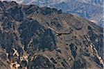 Peru, A magnificent Andean Condor above the Colca Canyon. At 3,191 metres, this canyon is the second deepest in the world.