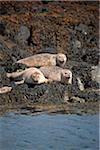 Scotland, Isle of Mull. Common or Harbour seals hauled out on rocky islands near Tobermory.