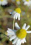 Flowering camomile