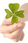 Hand holding four leaf clover