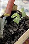 Seedling and garden trowel in crate