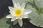 White water lily