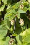 Hop (Humulus)