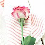 Rose on striped cloth