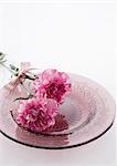 Carnations