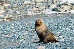 Antarctica, Half Moon Bay. A male colony of Antarctic Fur Seal, Arctocephalus gazella, dry off on the stony beach.