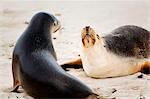 Australia, South Australia, Kangaroo Island.  Australian sea lions at Seal Bay Conservation Park.